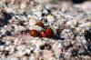 ladybugs3.jpg